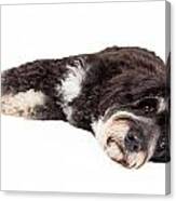 Cute Poodle Mix Breed Dog Laying Down Canvas Print