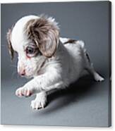 Cute Puppy - The Amanda Collection Canvas Print
