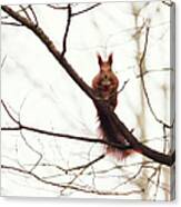 Cute Squirrel Eating A Nut On A Branch Canvas Print