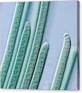 Cyanobacteria Filaments Canvas Print
