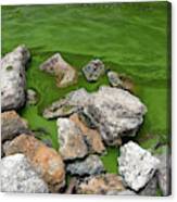 Cyanobacteria On Shore Of Lake Canvas Print