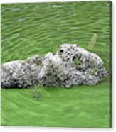 Cyanobacteria-rich Water In Lake Canvas Print