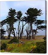 Cypress California Style Canvas Print