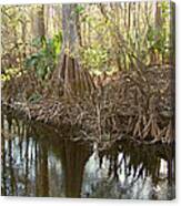 Cypress Swamp Canvas Print