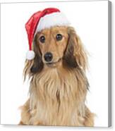 Dachshund In Christmas Hat Canvas Print