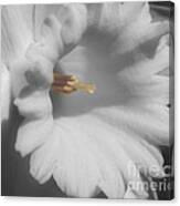 Daffodil In Black And White Canvas Print