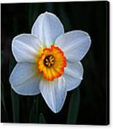 Daffodil In Riverside Park Canvas Print