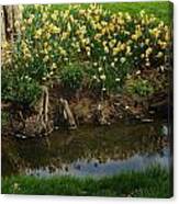 Daffodils By A Stream Canvas Print