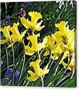 Daffodils Canvas Print