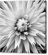 Dahlia White Lace Canvas Print