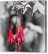 Dainty Fuchsias By Kaye Menner Canvas Print