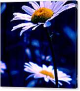 Daisies In The Blue Realm Canvas Print
