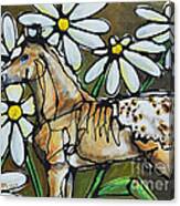 Daisies On My Britches Canvas Print