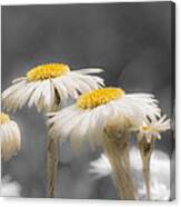 Daisies Canvas Print