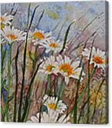 Daisy Dreams Canvas Print