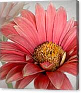 Daisy In The Spotlight Canvas Print