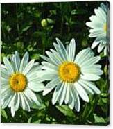 Daisys In A Row Canvas Print
