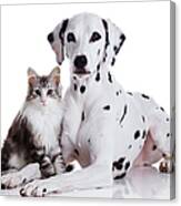 Dalmatian Dog And Norwegian Forest Cat Canvas Print