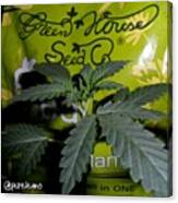 #damnesia #marijuana #maryjane Canvas Print