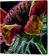 Damp Gaillardia Canvas Print