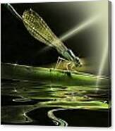 Damsel Dragon Fly  With Sparkling Reflection Canvas Print
