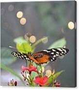 Dance Of The Butterfly Canvas Print