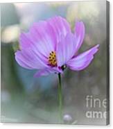 Dancing Cosmos Canvas Print