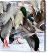 Dancing Ducks Canvas Print