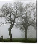 Dancing Oaks In Fog - Central California Canvas Print