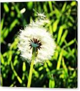 #dandelion #clock #grass #farm #garden Canvas Print