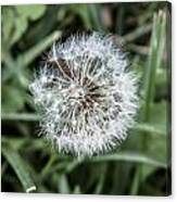 Dandelion Puff Canvas Print