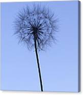 Dandelion Canvas Print