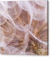 Dandelions 7 Canvas Print