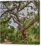 Daniel Island Live Oak Tree Canvas Print