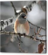 Dark-eyed Junco Canvas Print