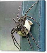 Dark Fishing Spider With Egg Case - Dolomedes Tenebrosus Canvas Print