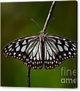 Dark Glassy Tiger Butterfly On Branch Canvas Print