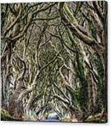 Dark Hedges Canvas Print