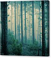 Dark Mystery Forest In The Fog Canvas Print