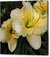 Day Lilies A Short Life Canvas Print