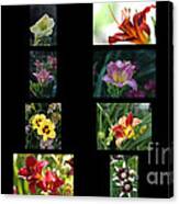 Day Lily Collage Canvas Print