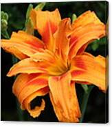 Day Lily Canvas Print