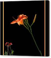 Day Lily On Black Canvas Print