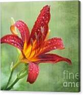 Day Lily With Raindrops Canvas Print