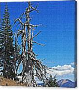Dead Tree On The Edge Of Crater Lake Canvas Print