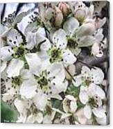 Decorative Pear Blossoms Canvas Print