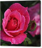 Deep Pink Beauty Canvas Print