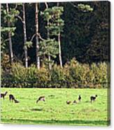 Deer At The Edge Of The Wood Canvas Print