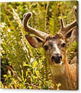 Deer Buck In Velvet Canvas Print