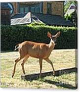 Deer Crossing Canvas Print